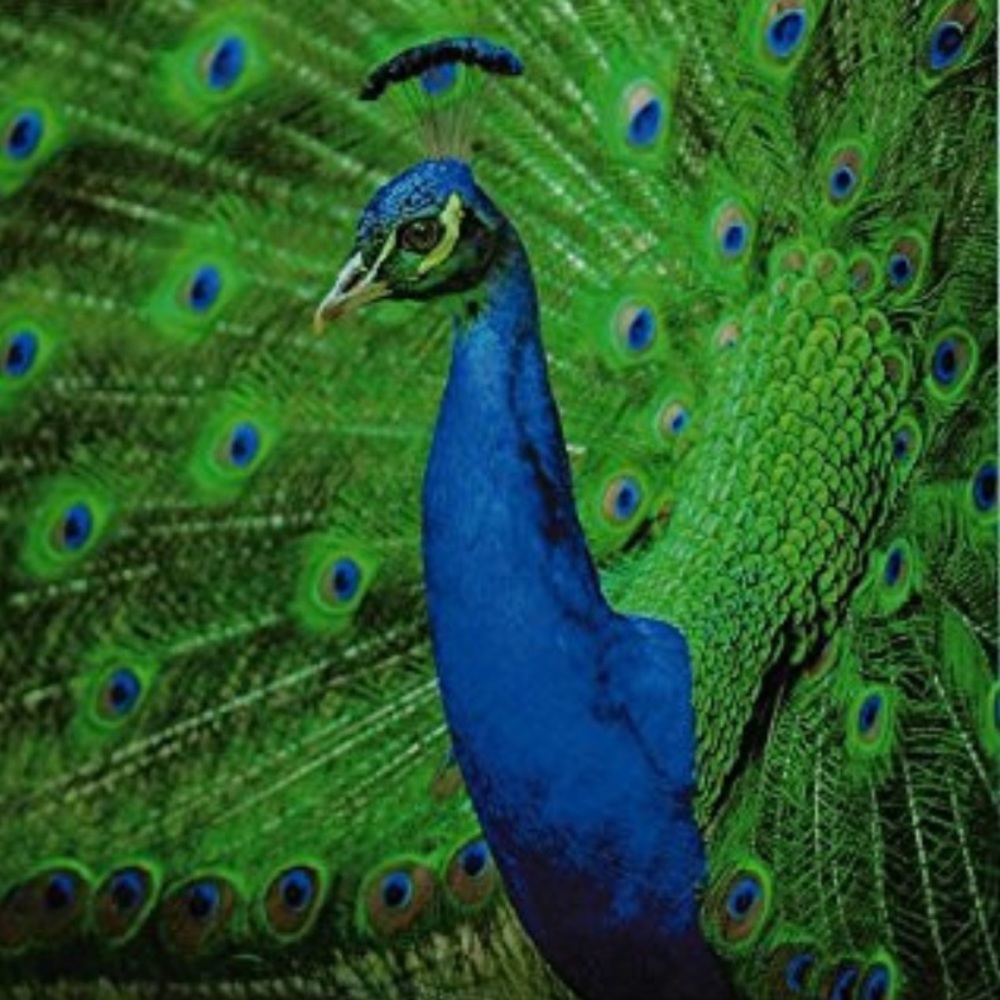 25 10X13 Poly Mailers Royal Peacock PRICE IS FIRM - Picture 13 of 13